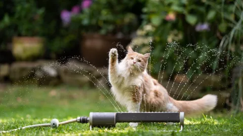 Chats : adoption, santé, alimentation, tout pour bien vivre avec un chat
