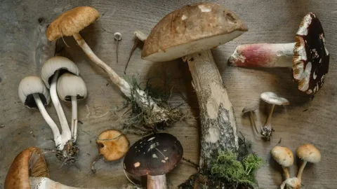 Champignons : bienfaits, secrets et conseils pour les passionnés de nature