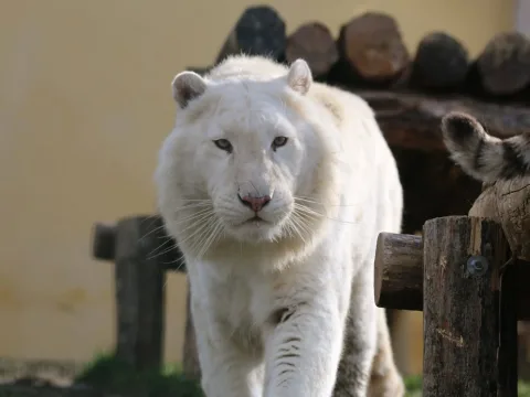 Animaux sauvages : ils sont fantastiques !