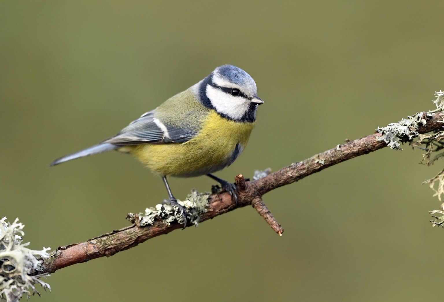 Immersion Dans Un Refuge De La Ligue De Protection Des Oiseaux