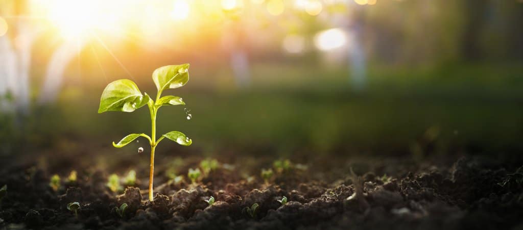 Young Plant in Sunlight, Growing plant, Plant seedling