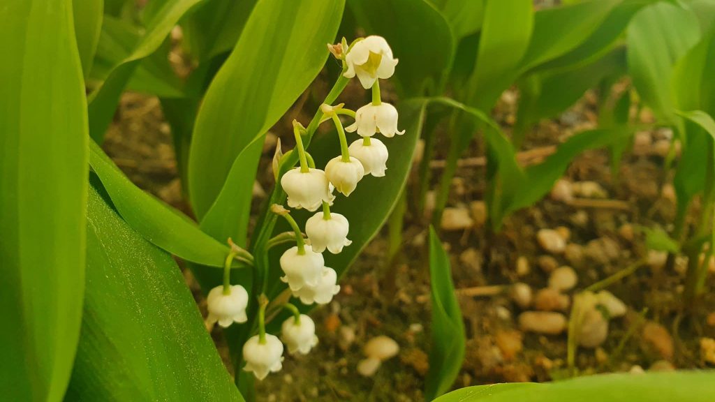 muguet