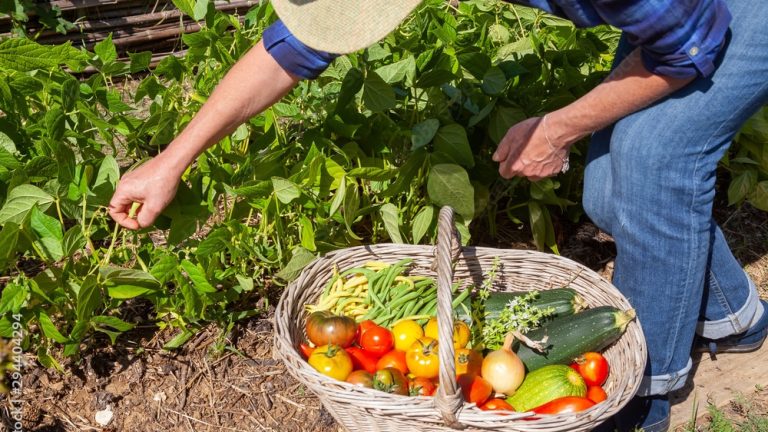 Annie Bertin, agricultrice pour chefs étoilés