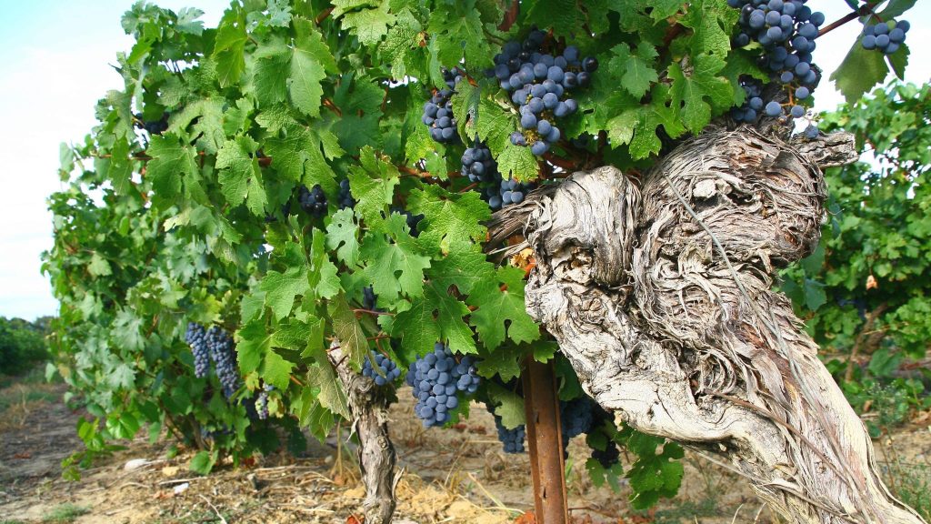 Planter des arbres dans les vignes pour ramener de la biodiversité