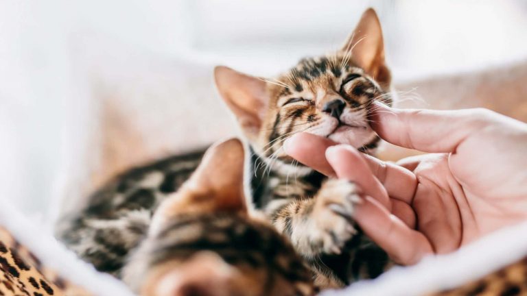 Alexane stérilise et met à l’adoption des chats errants en Grèce