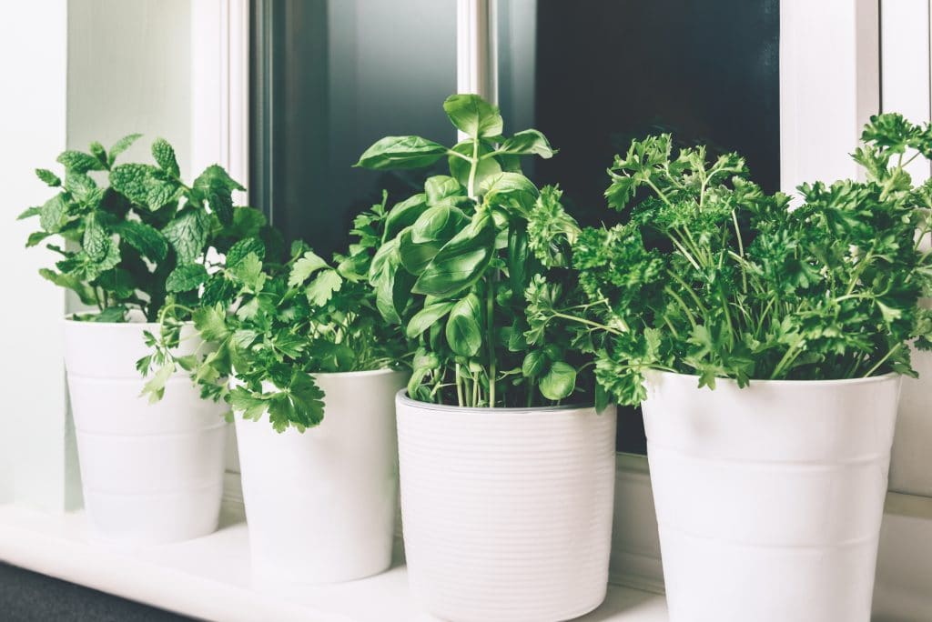 potager d'intérieur prêt à pousser