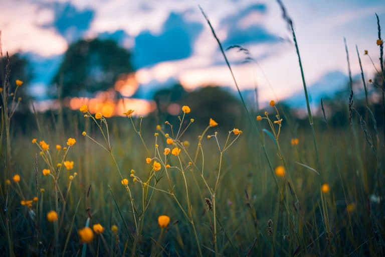 Abstract sunset field landscape of yellow flowers and grass meadow on warm golden hour sunset or sunrise time. Tranquil spring summer nature closeup and blurred forest background. Idyllic nature