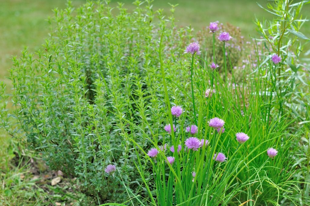 herbes aromatiques dans jardin