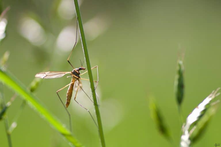 Une jardinière connectée qui éloigne les moustiques tigres ?