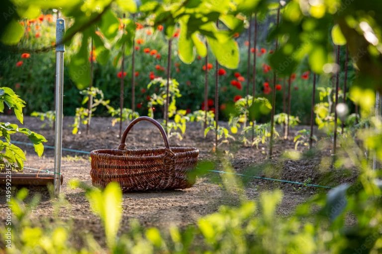 Panier en osier au milieu d'un jardin potager au printemps.