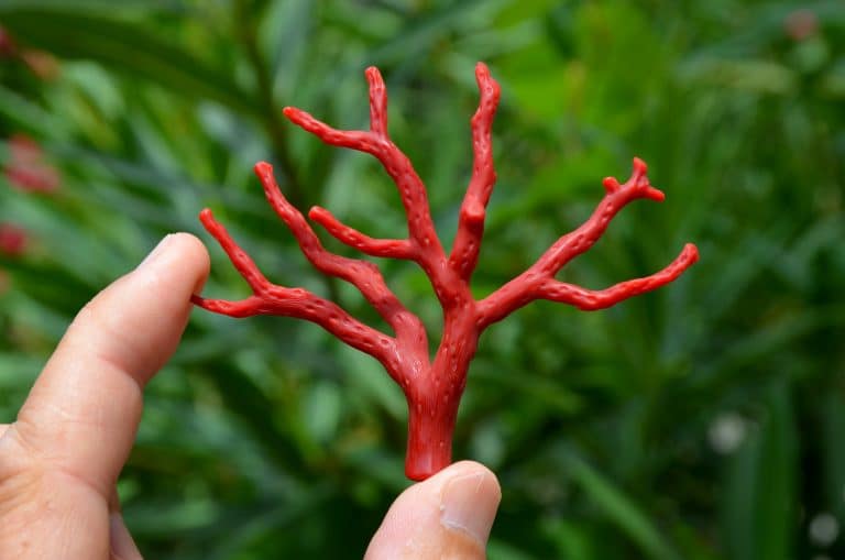 Rameau de Corail Rouge