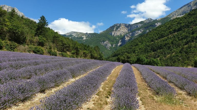 La Distillerie des 4 Vallées, une histoire familiale autour de la lavande