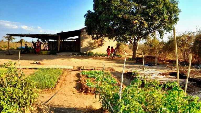 Des champs en agroécologie sous le Soleil de Madagascar (DR/Tsiky Solidarité)