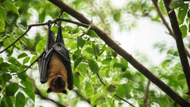 Restaurer la biodiversité dans nos villes grâce à ses micro-habitats