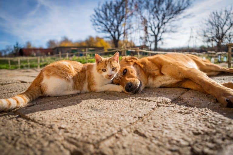 chat chien calin dehors