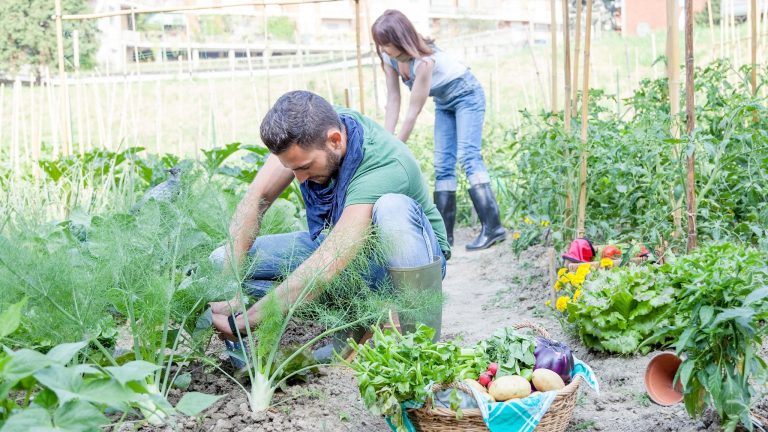 Couple dans son potager