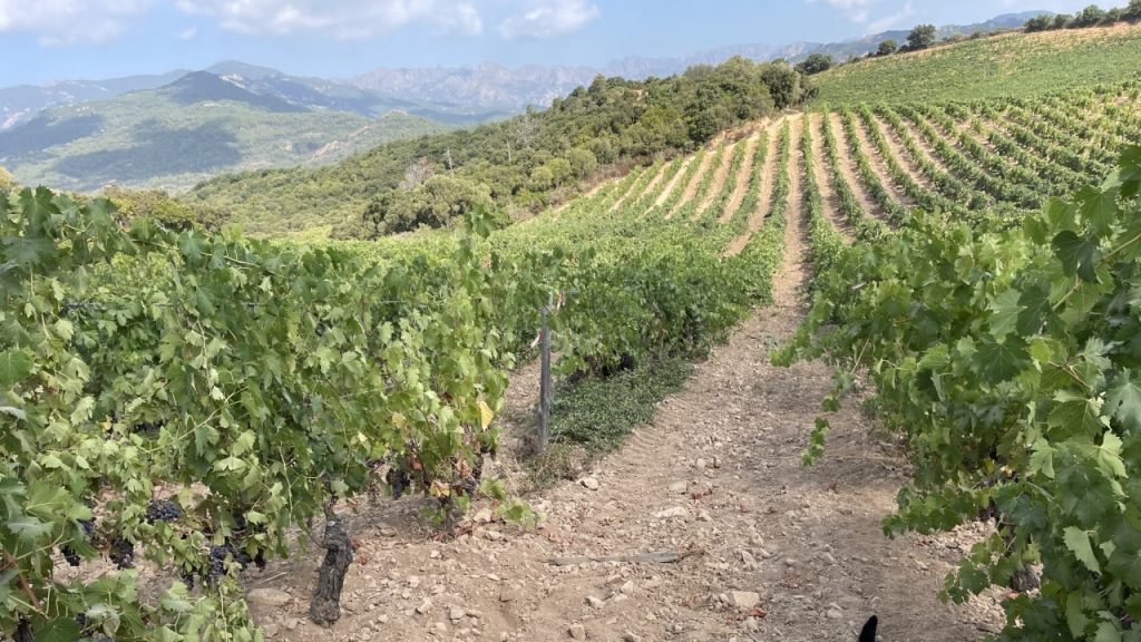 Les vignes de Torraccia en Corse, entre mer et montagne