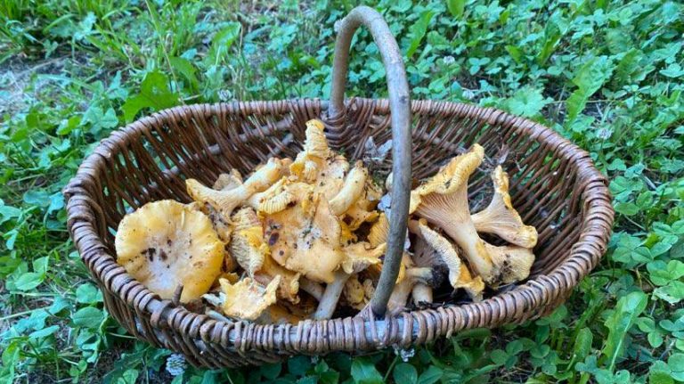 Panier de girolles