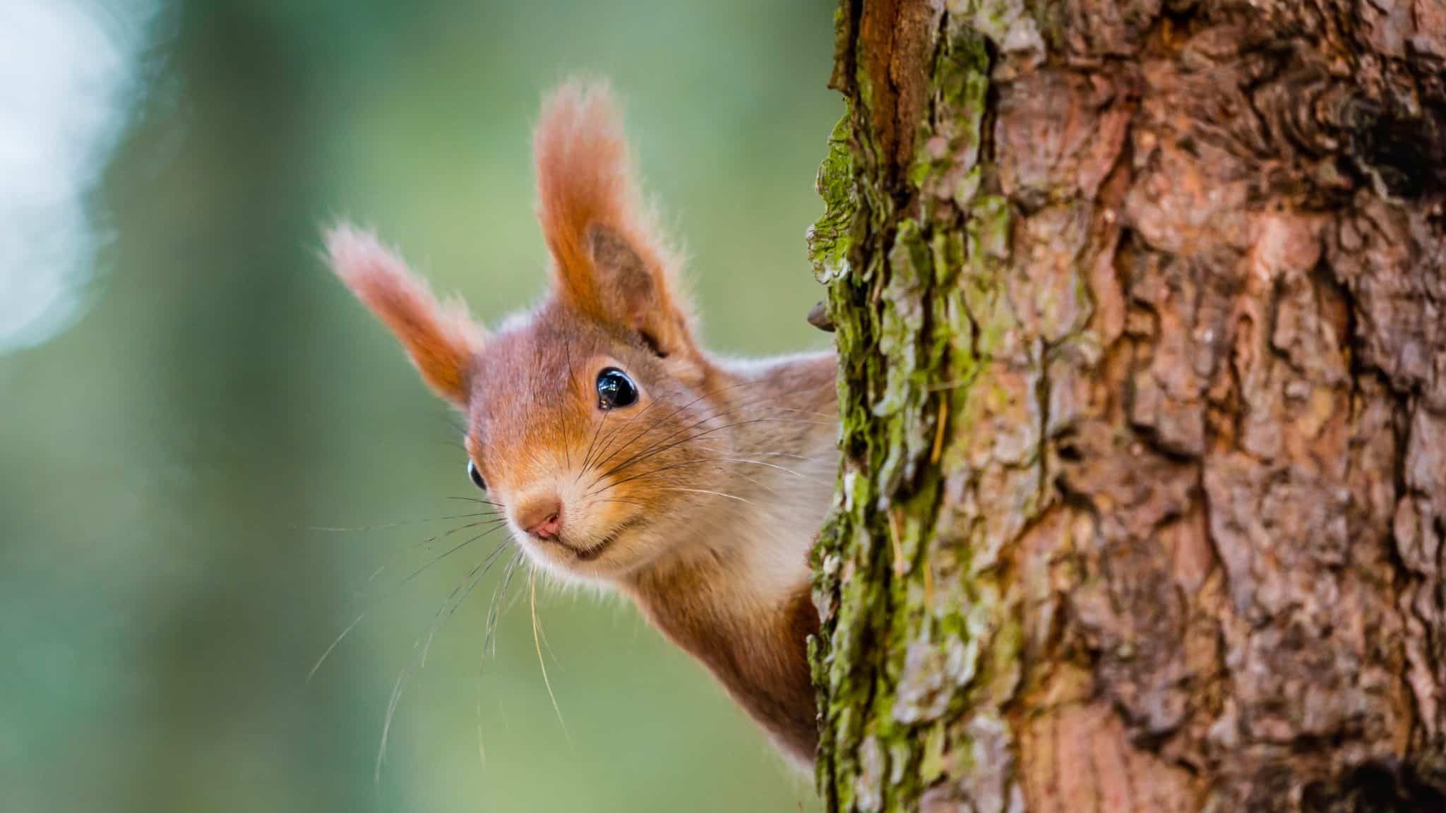 L'écureuil roux, allié du chercheur pour étudier l'état de nos forêts