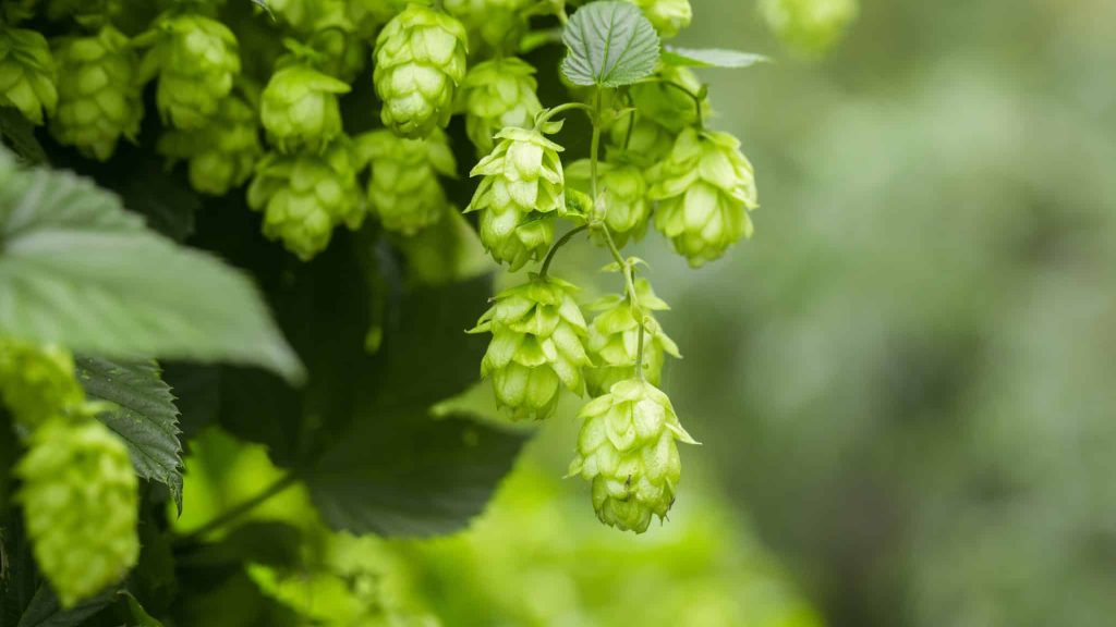 plant de houblon servant à la fabrication de la bière