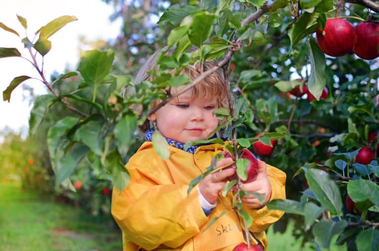 Les cueillettes Chapeau de Paille fêtent la pomme en septembre !