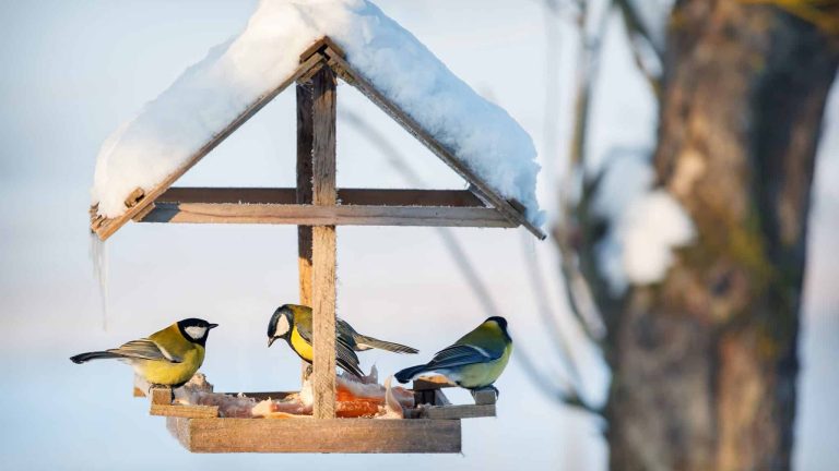 LPO nourrit oiseaux jardin