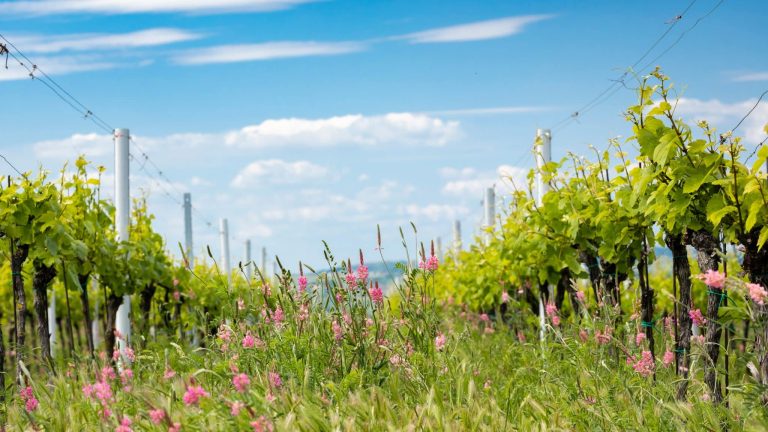 Des fleurs roses ont poussé au milieu de deux rangs de vignes enherbés sous un ciel blanc qui comprend quelques petits nuages