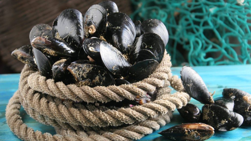 Depuis des siècles, les fils que produisent les moules sont exploités