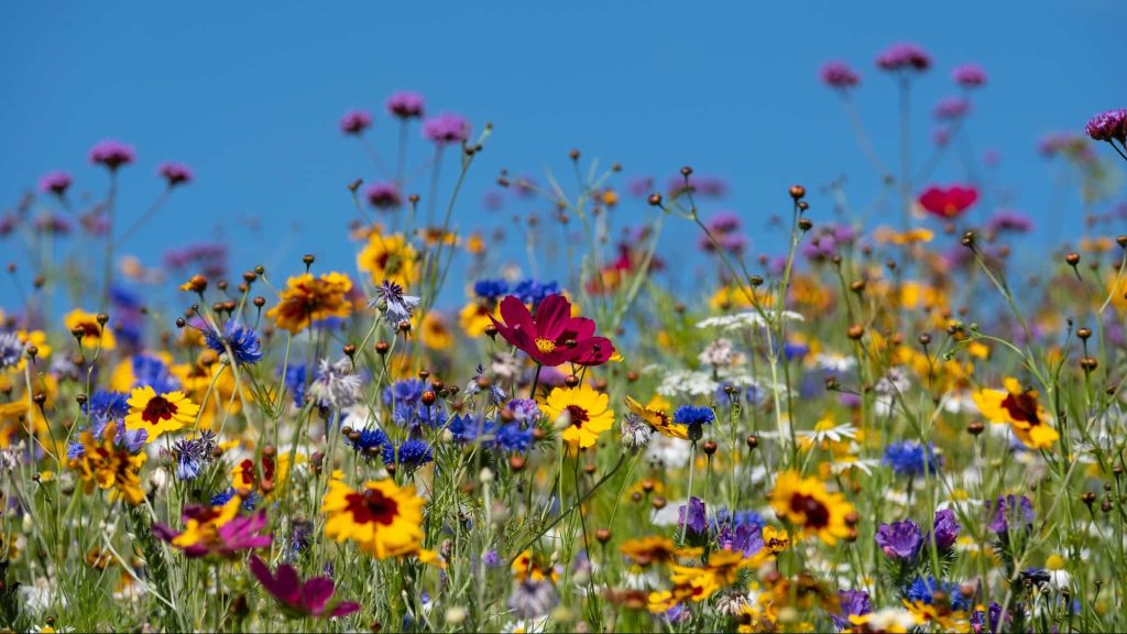 Restaurer la biodiversité dans nos villes grâce à ses micro-habitats