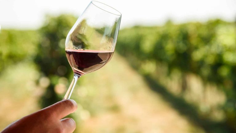 Verre de vin rouge devant une vigne