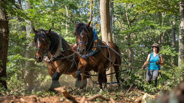 Sabots sur terre travaux par traction animale