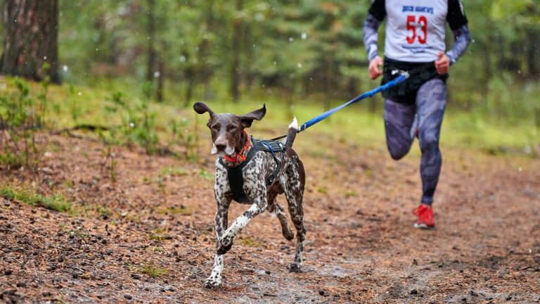 La première course de France réunissant cheval, chien et humains