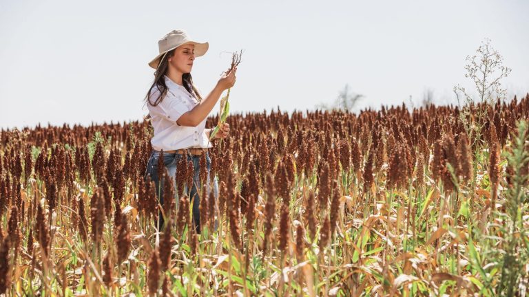 Une femme avec un chapeau vissé sur la tête, au milieu d'un champ, analyse un plan de sorgho