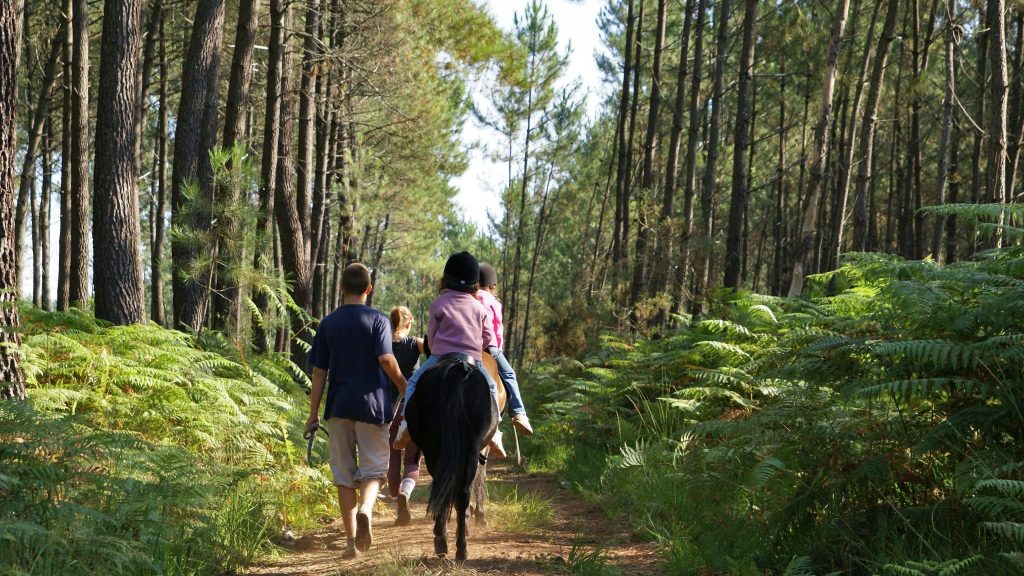 Forêt Landes