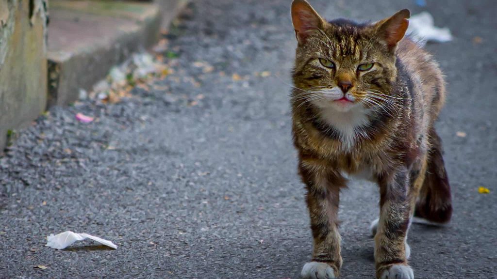 Lyon : Des Chatipis pour protéger les chats errants