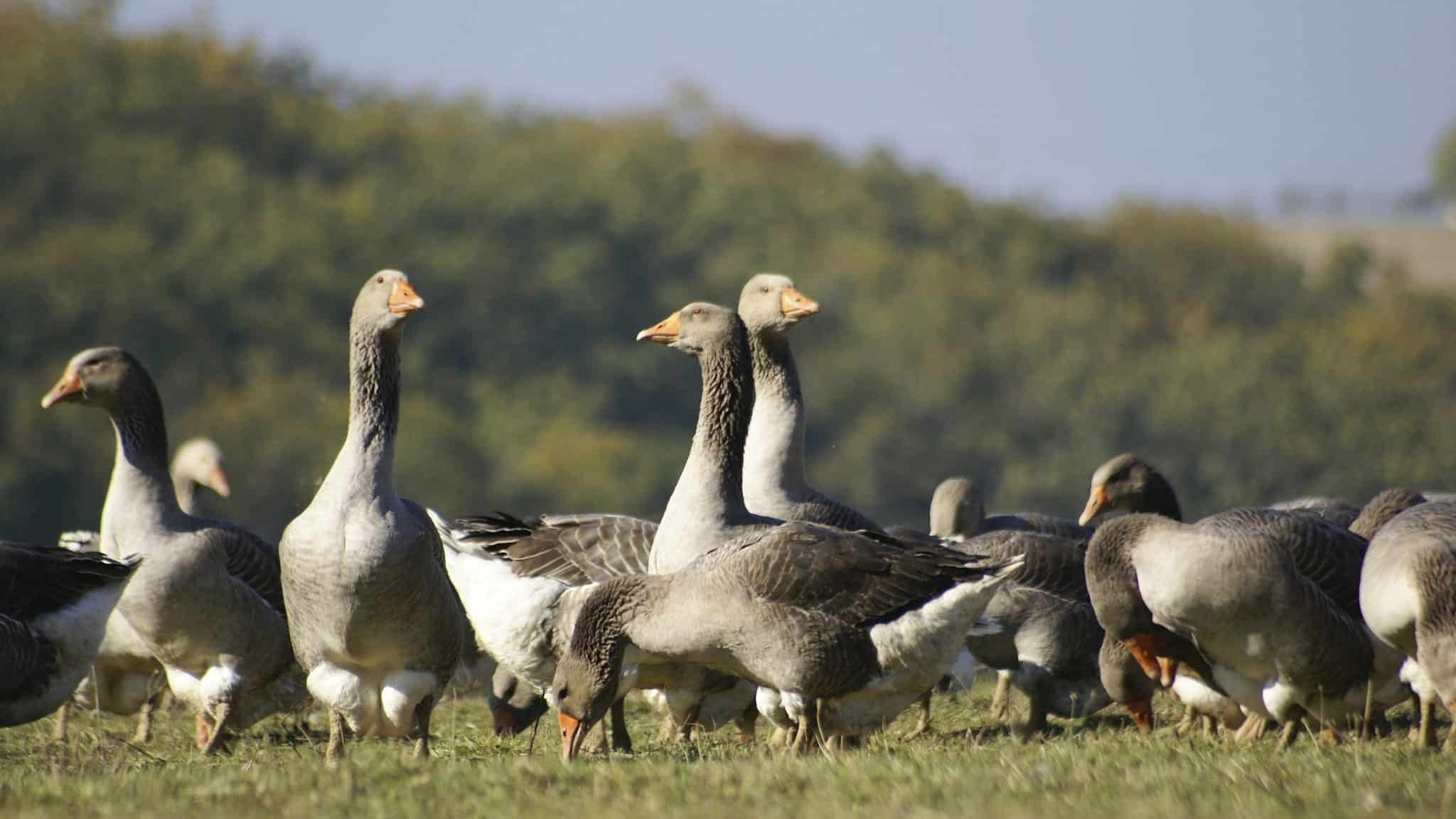 Eberbach: du foie gras sans gavage