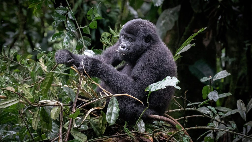 Un gorille des montagnes dans son environnement.