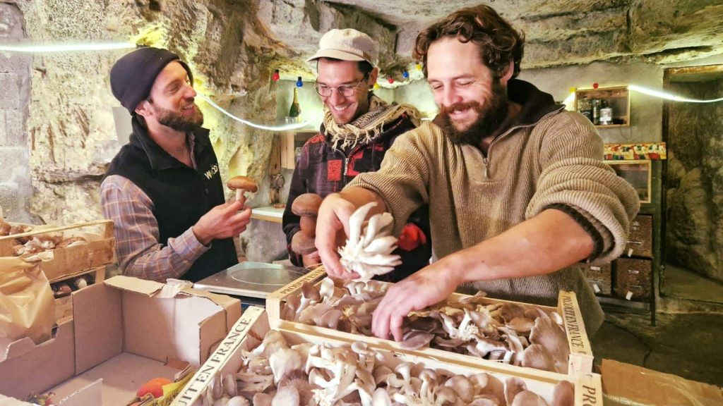 Trois trentenaires au fond de leur champignonnière face à des cageots remplis de pleurotes.