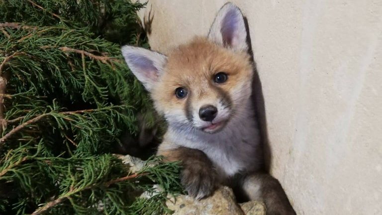 L’Hirondelle s’agrandit pour assurer la qualité des soins des animaux