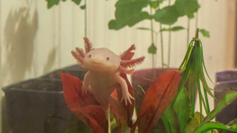 L’axolotl serait-il l’avenir de l’Homme ?