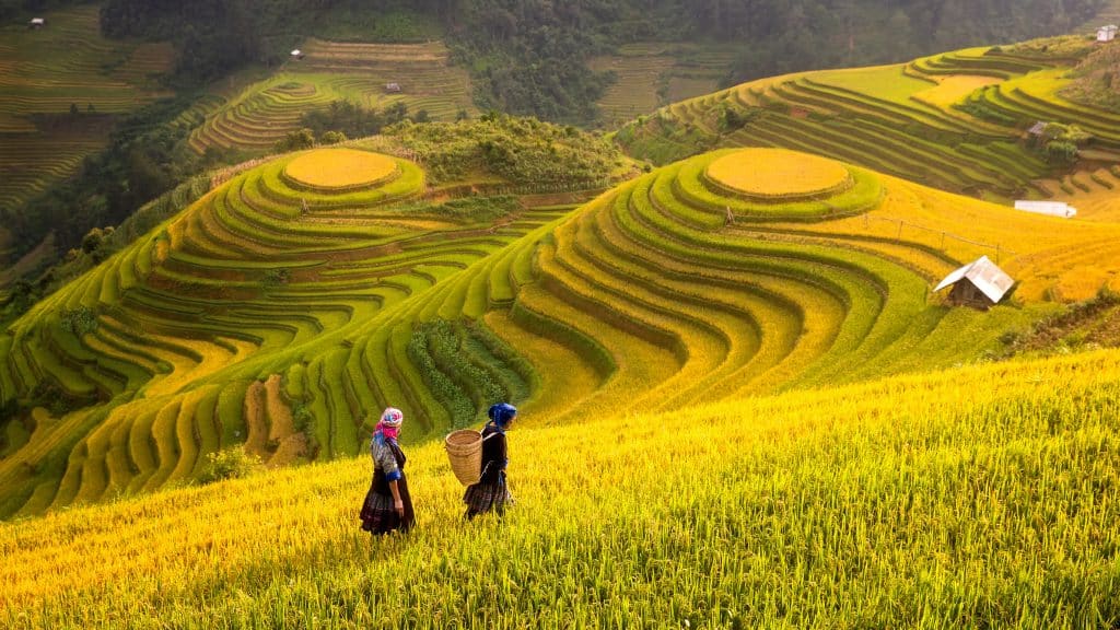 Les rizières en terrasses de Sapa, au Vietnam.