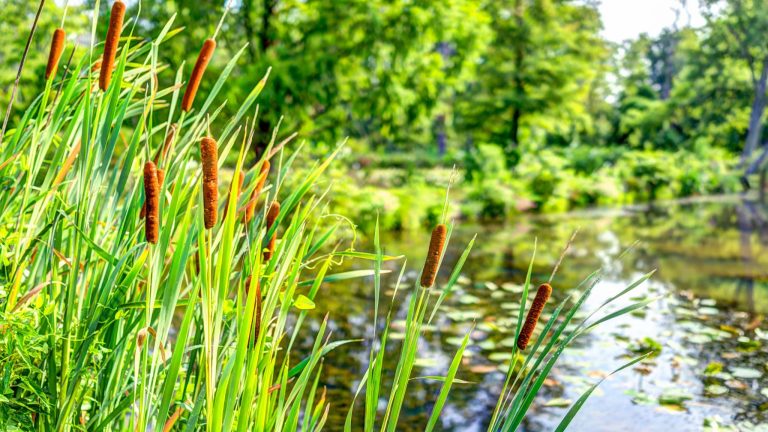 Bretagne : des roseaux pour assainir ses eaux usées