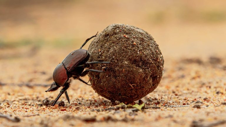 bousier qui roule sa boule