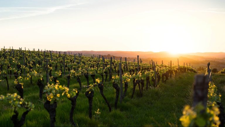 Des vignes