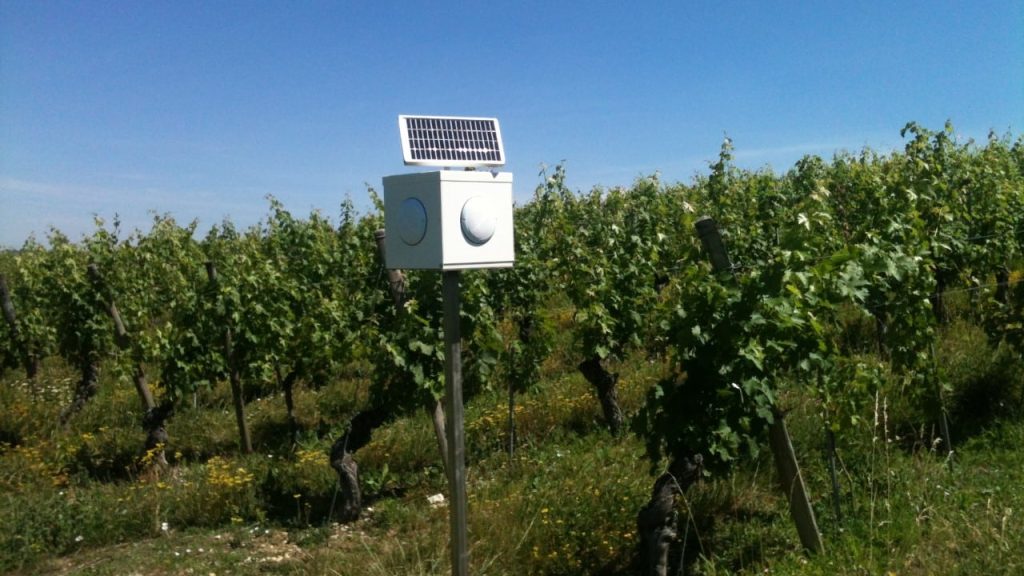 Des enceintes au milieu des vignes pour aider les plantes à faire face à des champignons