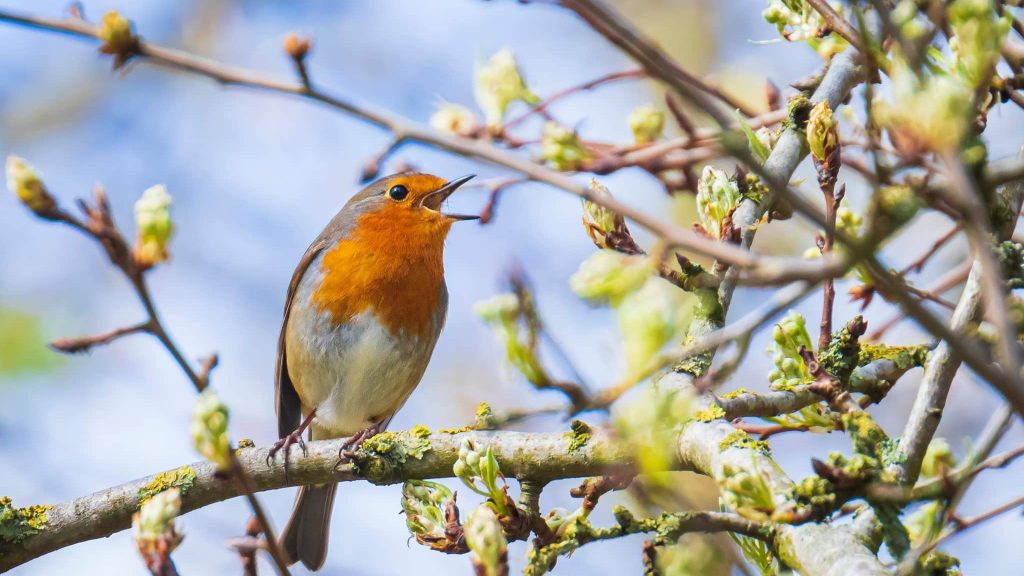 Un oiseau sur une branche.