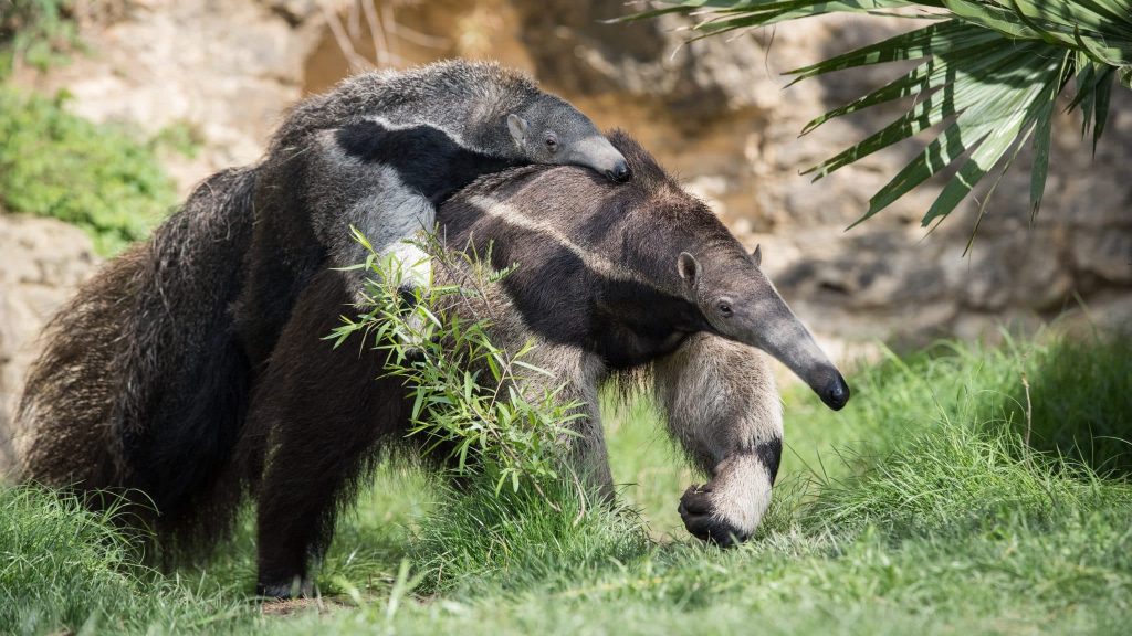 Le Tamanoir, cet animal préhistorique à préserver