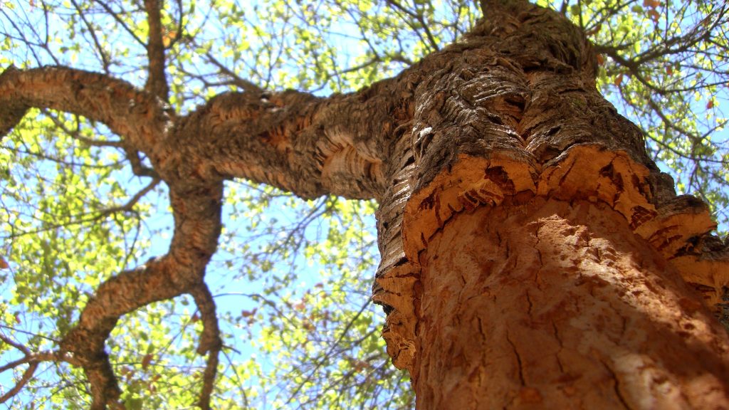 Le liège matériau naturel : des avantages dans de multiples domaines