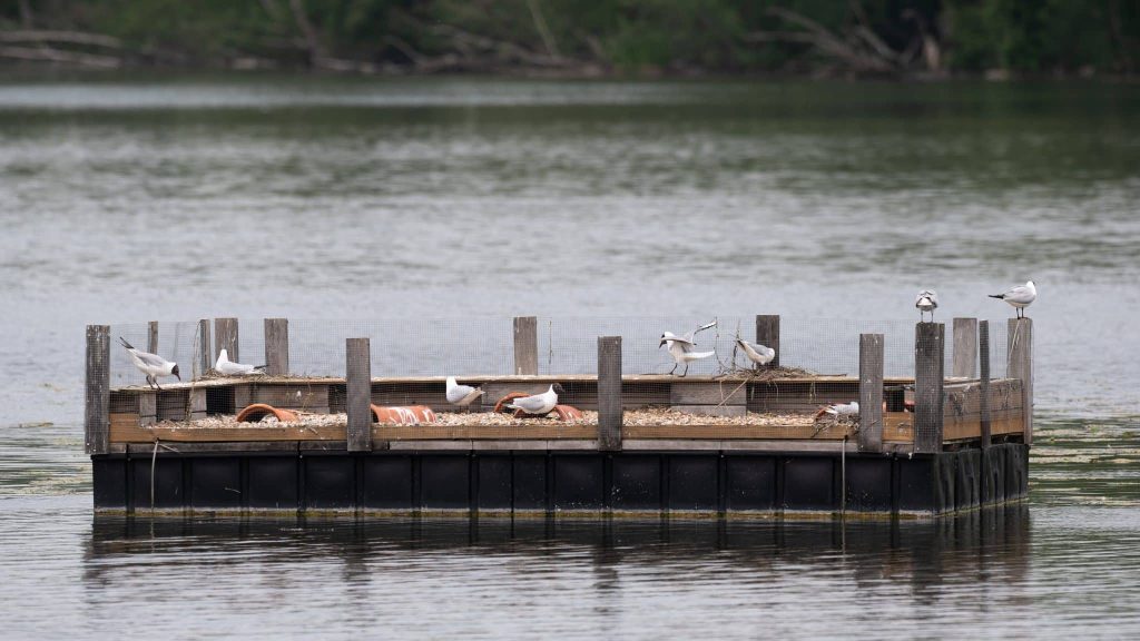 Des radeaux flottants pour aider les oiseaux à nidifier