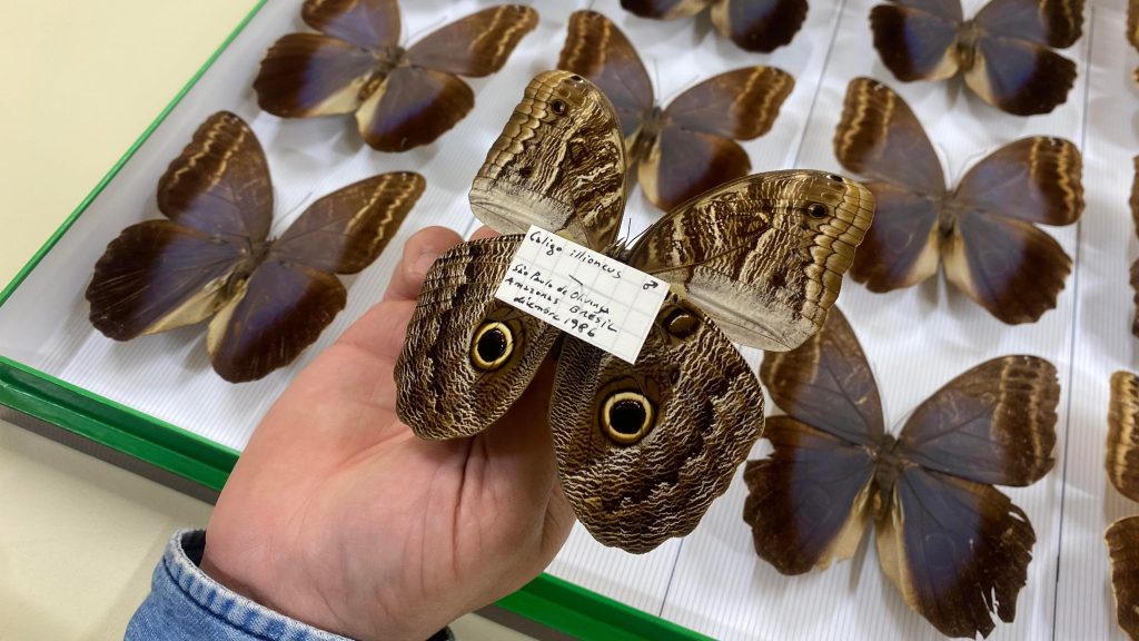 Papillons muséum histoires naturelles